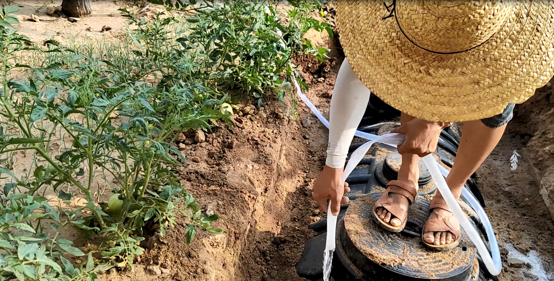 農(nóng)村生活污水資源化利用的有效方式主要包括集中式資源化利用和分散式資源化利用